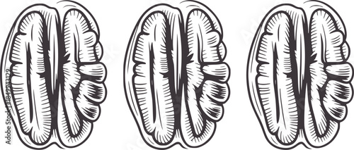 Three black and white detailed brain hemispheres anatomy