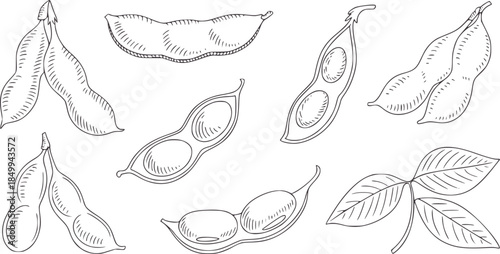 Various green pea pods and leaves line vegetable vegetables