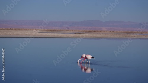 San Pedro de Atacama, Chile: Footage of two Chilean Flamingos eating and reflected in Chaxa Lake of Salar de Atacama, Chile with desert and mountain in the background