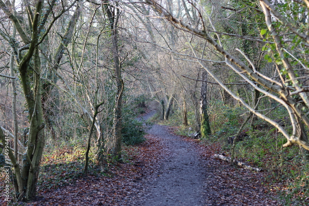 Fototapeta premium Footpath winding through a woodland in winter