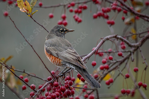 An American Robin perches in a Crabapple Tree loaded with red apples on a rainy autumn day.
