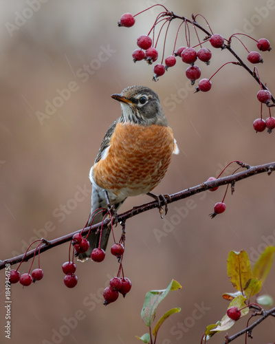 An American Robin perches in a Crabapple Tree loaded with red apples on a rainy autumn day.
