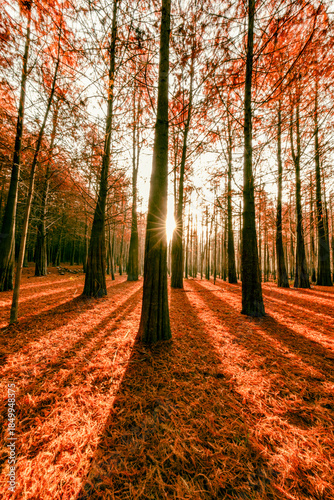 The beautiful scenery of light and shadow in the autumn forest