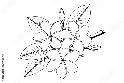 Elegant black and white botanical illustration of beautiful plumeria flowers and lush leaves, capturing tropical serenity in a detailed line art drawing for decorative design