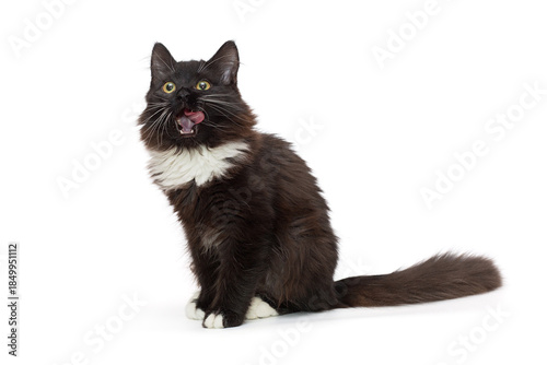 Small black kitten sits sideways and licks