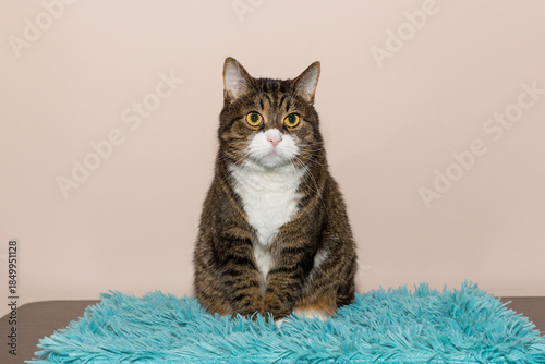 Adult gray cat is sitting on a table, on a blue blanket