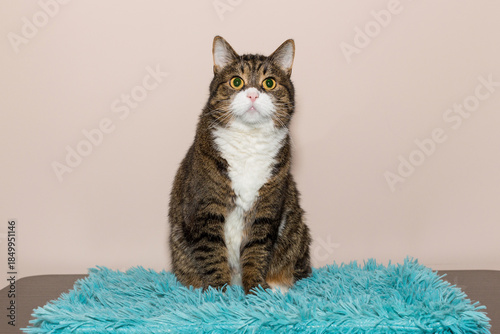 Adult gray cat is sitting on a table, on a blue blanket