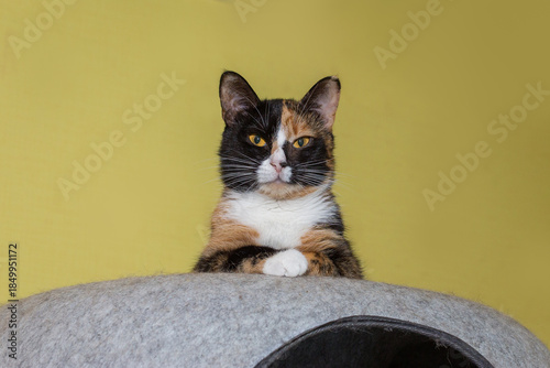 Portrait of a beautiful tricolor cat in an animal shelter