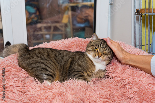 Gray  cat in a shelter clings trustfully to a human hand.