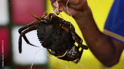 fresh mud crab tied with string held by fisherman hand