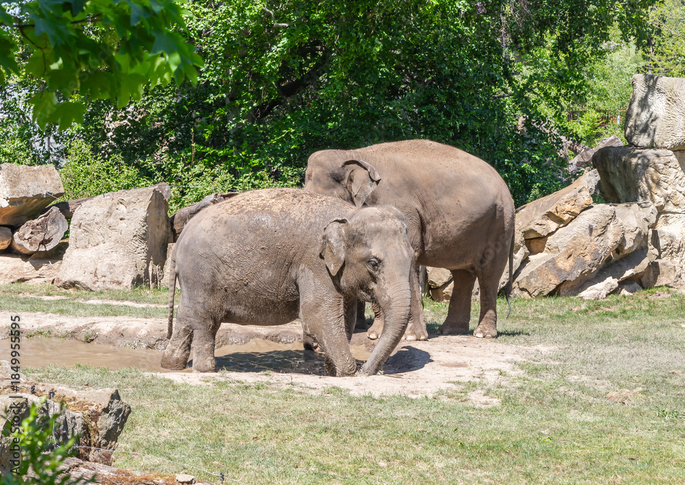 Fototapeta premium Asian elephants stand near the small pond in their enclosure of the Prague Zoo in Czech Republic
