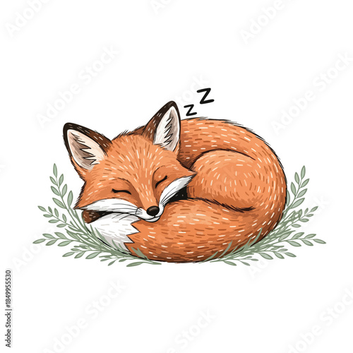 A curled orange fox sleeps, "z" marks appear, lying on leaves, white background