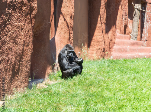 Western Lowland Gorilla female sits with her cub in its enclosure in the Prague Zoo in Czech Republic