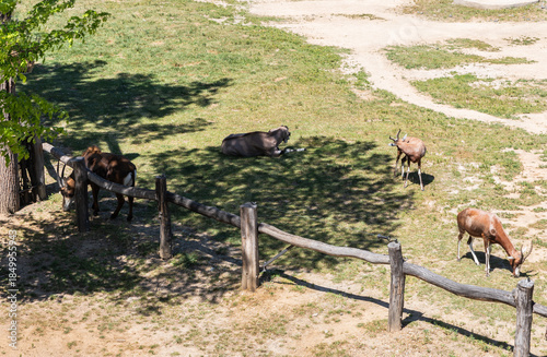 Sable Antelopes and Blesbok and Beisa Oryx graze in their enclosure in Prague Zoo in the Czech Republic