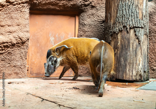 Pair of Red Rive are in their enclosure in Prague Zoo in Czech Republic