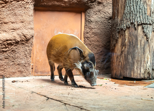 Red Rive walks around its enclosure in Prague Zoo in Czech Republic
