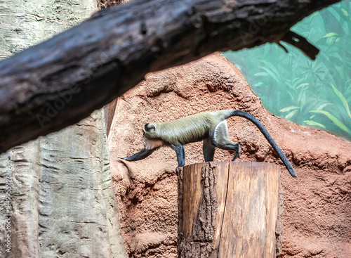 De Brazzas Monkey walks in its enclosure in Prague Zoo in Czech Republic