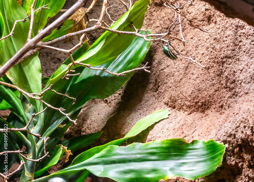 Derbys Flower Beetle Dicronorrhina derbyana layardi in its terrarium in Prague Zoo in Czech Republic