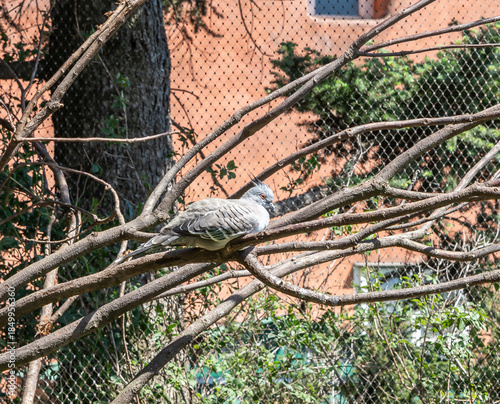 Crested Pigeon sits on tree branch in its aviary in Prague Zoo in Czech Republic
