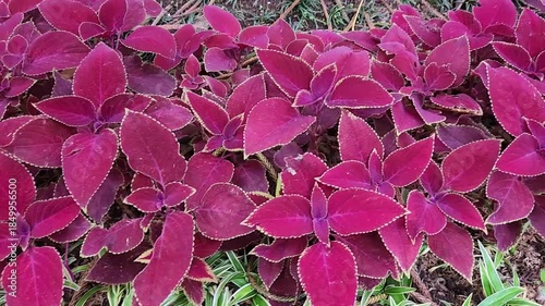 Vibrant red coleus foliage texture in tropical garden landscape. Colorful red coleus leaves background for nature design projects. Decorative red coleus plants growing in lush outdoor garden