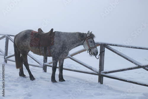 Gray horse with saddle standing near wooden fence in snowy winter landscape. Calm rural scene with foggy background, copy space, cold weather atmosphere and minimalist countryside mood.