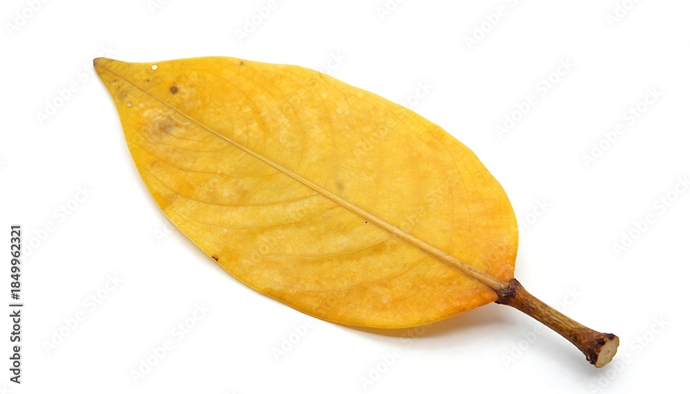 Fototapeta premium Single yellow autumn leaf isolated on a white background