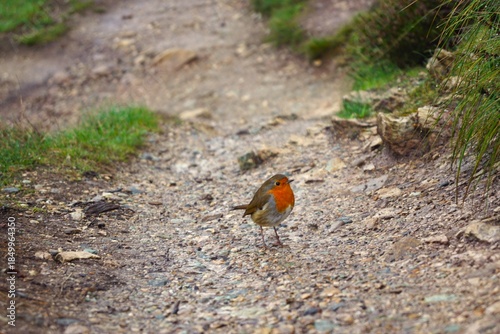 a little red bird on the path