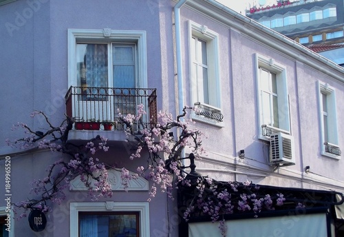 A climber with pink flowers on a balcony.