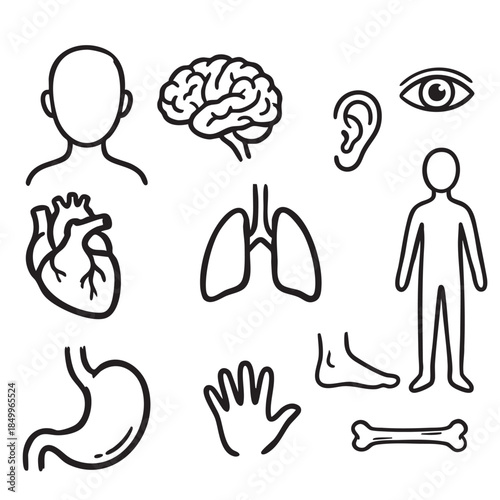 hand drawn icon of Human Anatomy Internal Organs and Senses Sketch