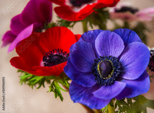 Colorful anemone flowers bouquet background. Selective focus.