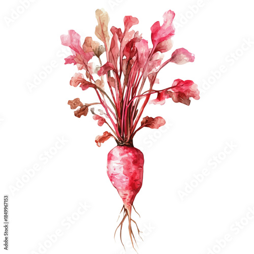 Watercolor type, An Imaginary Minimalistic 2D flat icon red root herb set, modern element in vector and EPS format, isolated on a white background