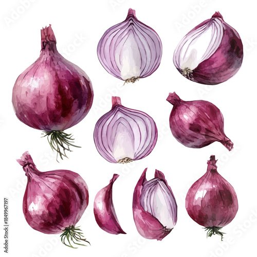 Watercolor type, An Imaginary Minimalistic 2D flat icon red onion set, modern element in vector and EPS format, isolated on a white background
