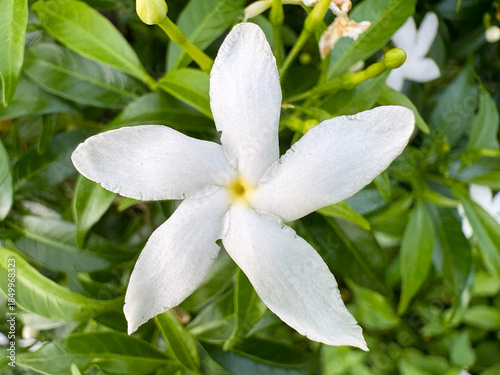 close up of a white flower