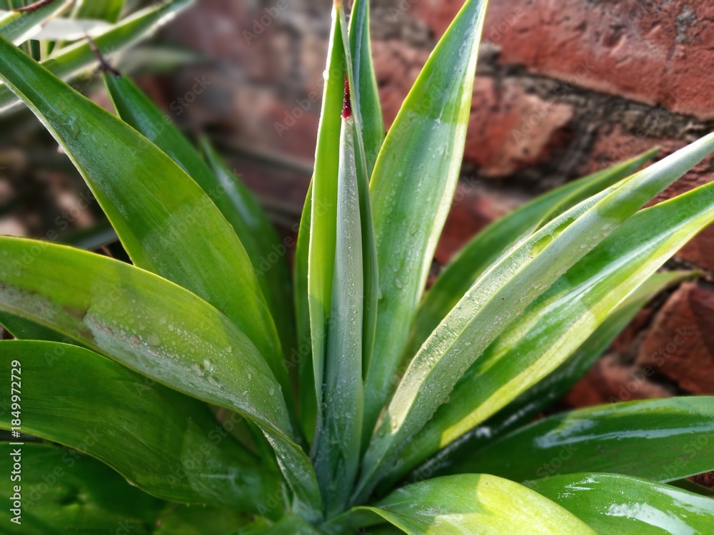Obraz premium Angled Visual Representation Highlighting the Growth Pattern of an Aloe-Like Succulent Plant