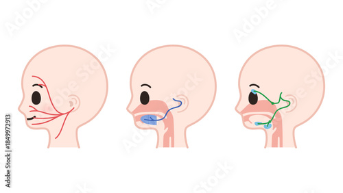 顔面神経の運動神経と感覚神経と副交感神経の走行のイラスト
