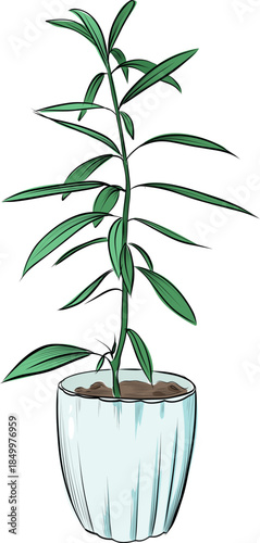 Oleander Plant In Pot Botanical Illustration