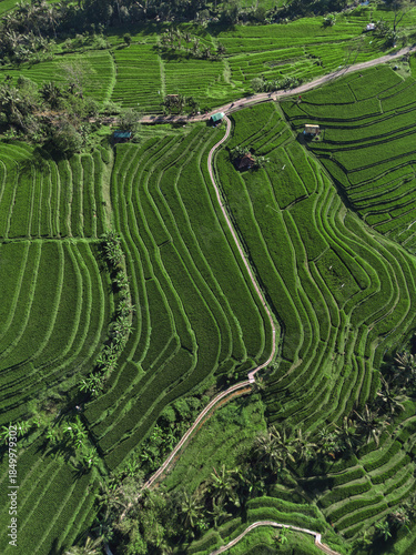 Картината върху платно Aerial View Bali Rice Terraces Landscape Showcasing Lush Green Paddies Carved In