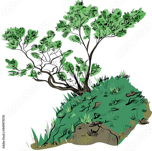 Acacia tree growing on rocky green hillside illustration