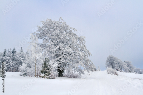 Fototapeta Naklejka Na Ścianę i Meble -  Frost-covered trees and bushes in the Polish mountains on a foggy winter day, Beskidy Mountains, Koszarawa, Silesia, Poland