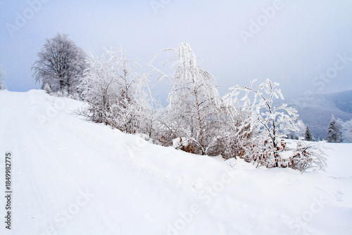 Fototapeta Naklejka Na Ścianę i Meble -  Frost-covered trees and bushes in the Polish mountains on a foggy winter day, Beskidy Mountains, Koszarawa, Silesia, Poland