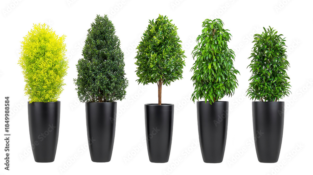 Fototapeta premium Five decorative potted plants with lush green foliage in modern black planters, isolated on transparency background, create fresh and vibrant indoor or outdoor atmosphere