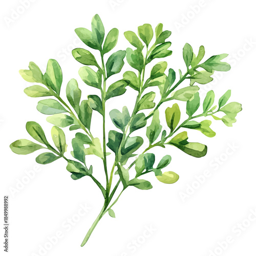 minimal yet artistic elements for creative designs. hand-drawn paint, Simple Illustration, A beautiful painting of rue herb set, EPS format, isolated on a white background, watercolor style