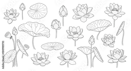 Large collection of hand-drawn lotus flowers buds and leaves in a detailed black and white line art engraving style.
