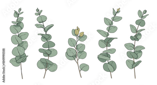 Set of isolated hand-drawn eucalyptus branches with silver dollar leaves for botanical and wedding decoration designs.