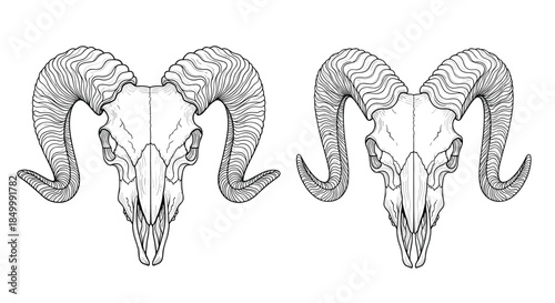 Two detailed monochrome illustrations of ram skulls with large curved horns in a clean line art style on a white background.