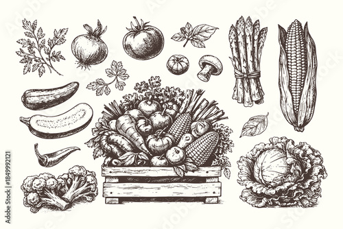 Vintage hand drawn vegetable harvest illustration in black and white engraving style, detailed farm produce vector artwork for organic food design, packaging, and editorial use