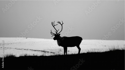 Large majestic reindeer with impressive antlers standing on snowy landscape
