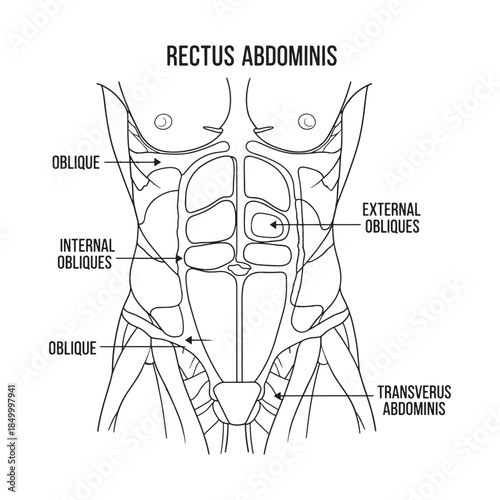 Rectus Abdominis Muscle Anatomy Diagram Illustration
