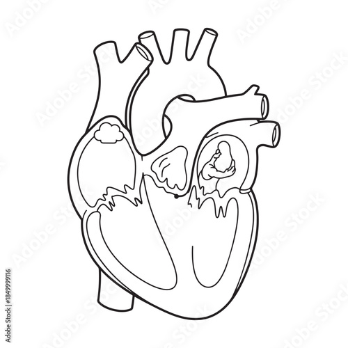 Human Heart Anatomy Diagram. Scientific Line Art Illustration