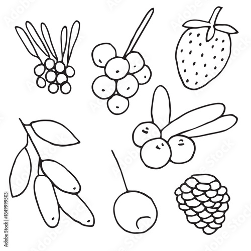 Berries set, hand drawing, vector illustration